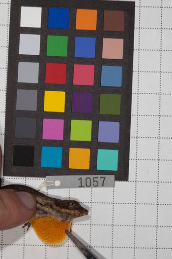 Media type: image;   Herpetology R-190591